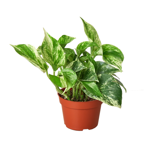 Pothos ‘Marble Queen’