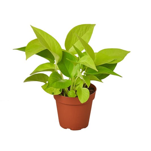 Pothos ‘Neon’