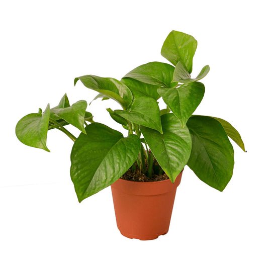 Pothos ‘Green Queen’