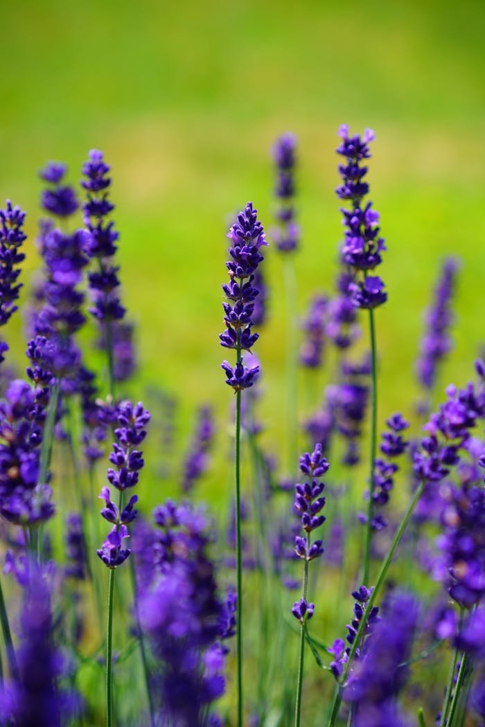 Purple Flowering Plant